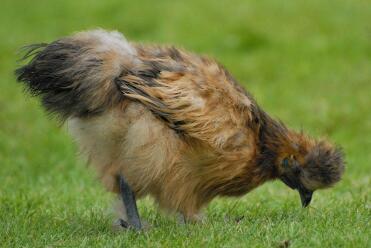 Partridge Silkie