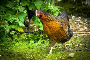 Black Rock Hen