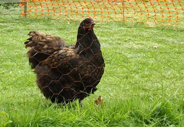 Chocolate laced Orpington hen