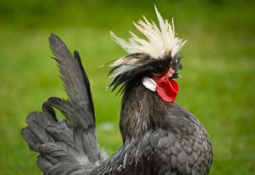 White Crested Blue Poland Cockerel