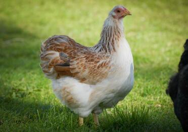 Salmon Wyandotte Pullet