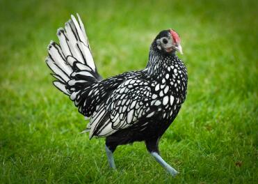 Silver Spangled Sebright Cockerel