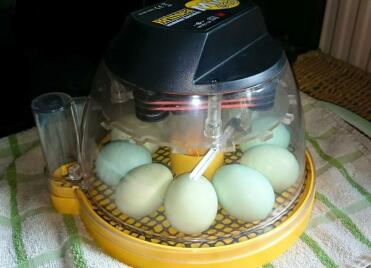 Incubating araucana eggs in mini eco