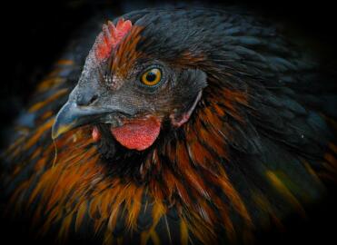 Black Rock Hen