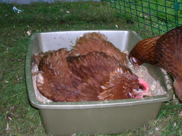 Our chickens love dust bathing in a cat litter tray full of sand and sawdust, they like eating it too.