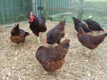Chickens outside in run