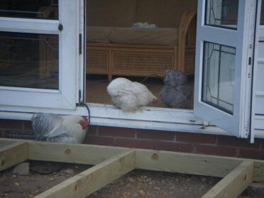 While my husband was laying the decking the chickens Go to look in the house.