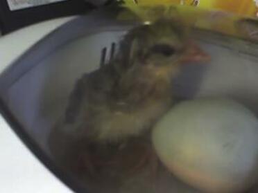 First Chick To Hatch Out the Incubator! Named Emily By My Niece x