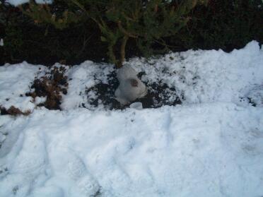 Yolko didn't like Snow... she sat in the only Snow free part of the garden for 2 hours!