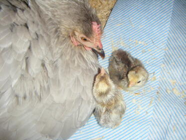 Our first two chicks