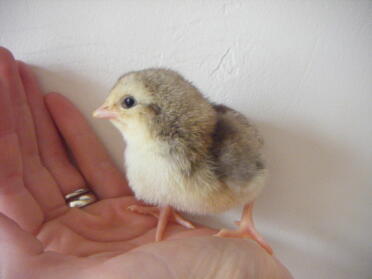 Dorkin chick number 1