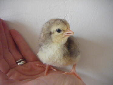 Dorkin chick number 1