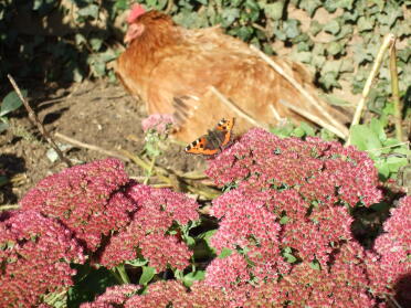 Beryl sunbathing with butterfly