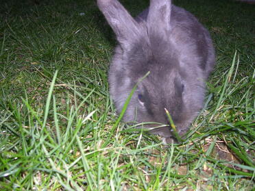 tommi my rabbit 