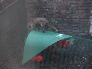 A fox trying to work out how he can get at maud and gertie. photo courtesy of our next door neighbour!
