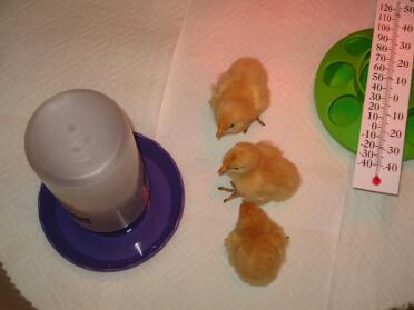My long awaited 3 buff orpington chicks just placed in the brooder april 8 2009