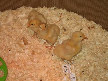 One week old buff orpington chicks