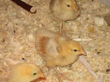 13 days old feathers developing