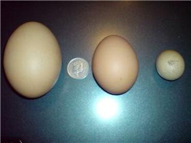 A 129g egg laid by one of Mitchell's hens 2nd April 2008