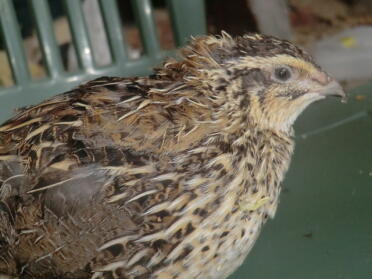 my japanese quail female