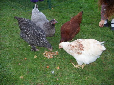 My girls Serafina, Dave, Buck Buck Baar and Amber eating some chicken porridge