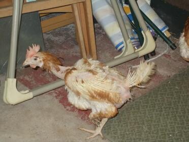 Poor rescue chicken,one of five we collected on sunday,they eat well ans we are keeping them warm.