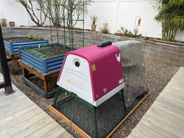 Love my new coop!