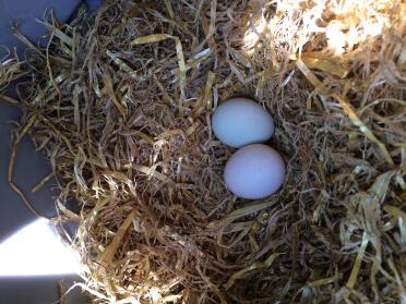Freshly laid eggs ~:>