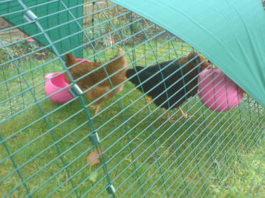 EMMA & RIKKI on their first day at my house. Emma is the miss Pepperpot and Rikki is the Gingernut Ranger