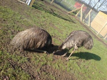 This is how emu's choose to eat