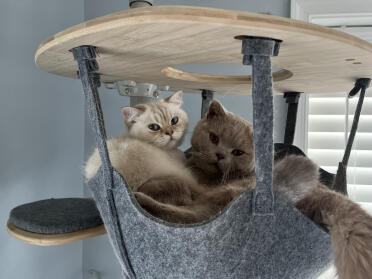 Room for two