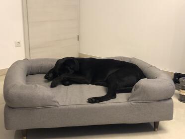 Milo loves his new bed. since we Got it, he only lies there. now order a second one for the bedroom. 