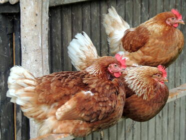 Hybrid chickens
