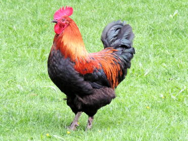 Marans cock