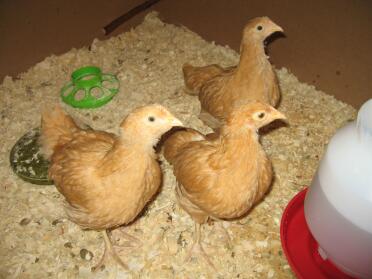 6 week old buff orpington chicks