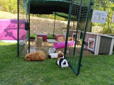 The pleasure of nibbling the grass just outside the enclosure.they know the limit well🤣