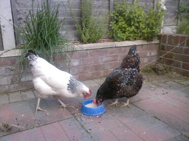 the girls sharing their porridge