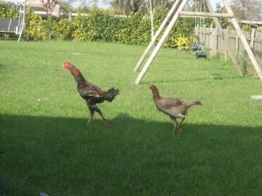 Cock and hen (Black-red)