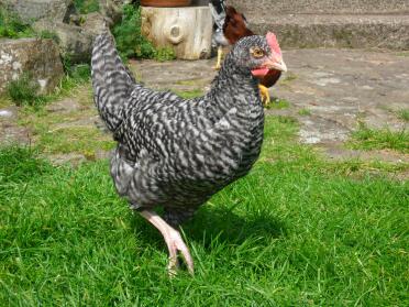 Cuckoo Maran Cockerel (8 Weeks)