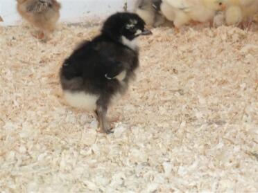 French Marans chick