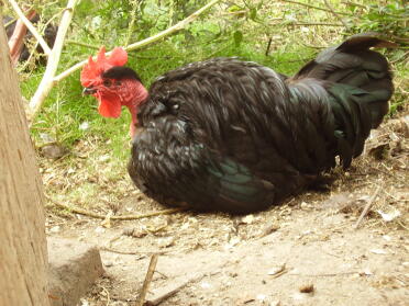 Vlad taking a dust bath in the sun