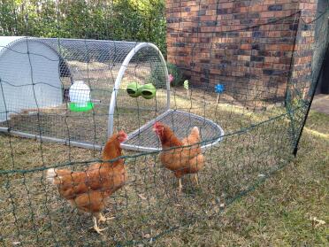 Paris and nicole love roaming inside their Omlet fencing