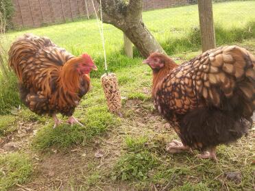 gold laced orps having a treat!