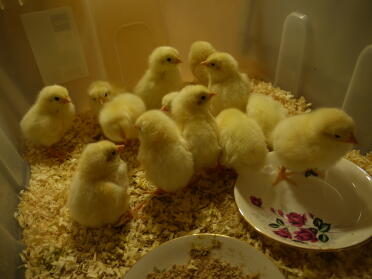 Incubated 18 chicken eggs in my new brinsea incubator