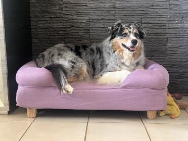 Jaya happy on her lavender bolster, 