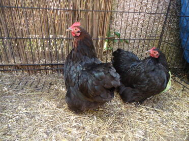 two black pekin hens 