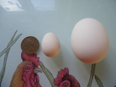 Serama egg next to a poland egg 
