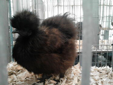 Black Silkie