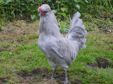 Aracauna chicken posing in the garden