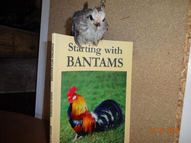 My starting with bantams book